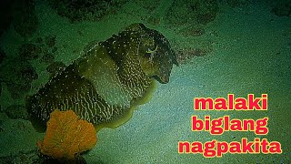 ep461 Dive1 malaking colambotan biglang nagpakita night spearfishing Philippines [upl. by Aspia]