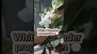 Oleander propagation 💮 oleander plants shorts subscribe [upl. by Norean]