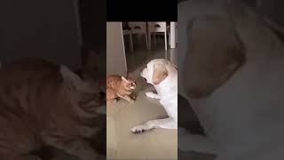 Cats and dogs cat cuteanimals cute kitten cats catlover kitten catvideos catshorts [upl. by Ainomar914]