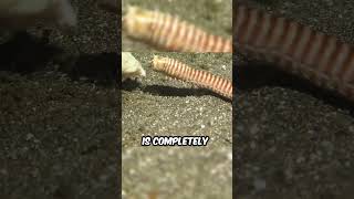 Why Are Bobbit Worms So Dangerous [upl. by Lally]