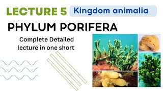 Phylum Porifera kingdom animalia sponges body structure  simple sponge anatomy in Urdu Hindi [upl. by Assenab]