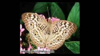 114 Surah An Naas Full with Kanzul Iman Urdu Translation Complete Quran [upl. by Hyacinthia705]