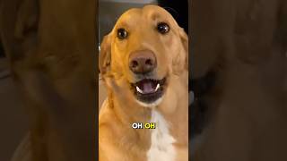 🐶 Guilty dog has the funniest reaction [upl. by Fons]