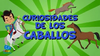 6 CURIOSIDADES DE LOS CABALLOS Vídeos Educativos para Niños [upl. by Ennairoc]