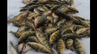 Ice fishing Jumbo perch LIMITS lake st Clair [upl. by Trudy]