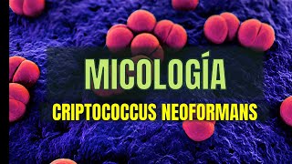 Cryptococus  Tema 16  Micología  Microbacter [upl. by Aivizt669]