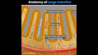 Large Intestine anatomy  biology shorts [upl. by Iclehc481]