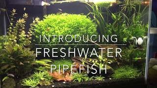 Introducing My Freshwater Pipefish [upl. by Beesley]