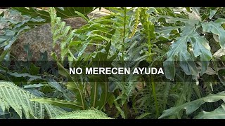 No Merecen Ayuda [upl. by Freddy]