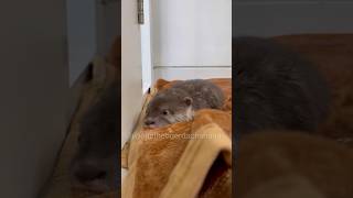 Baby otter playing slide🦦🛝 yoonathetigerdachshund dog puppy shorts [upl. by Eiznik]