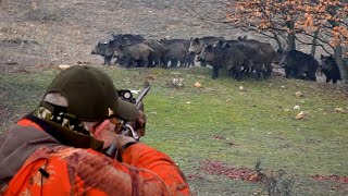 Domuz Avı Muhteşem Sürü Wildboar Hunting [upl. by Heilman]