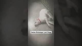 Canine Distemper Last Stage  shorts  Symptoms Case 6 [upl. by Gabie56]