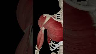 Shoulder Joint Flexion health humananatomy anatomy [upl. by Nevla]