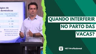 Etapas do parto em vacas [upl. by Ebert]