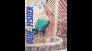 BLUE FISHER viral birds shortvideo [upl. by Namie]