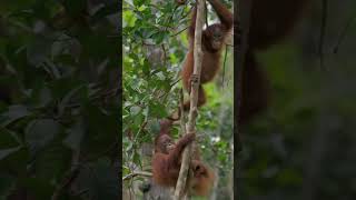 Baby Orangutans are Expert Tree Climbers [upl. by Witte]