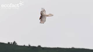 More footage of Bearded Vultures in Ordesa National Park June 2024 [upl. by Mamie969]