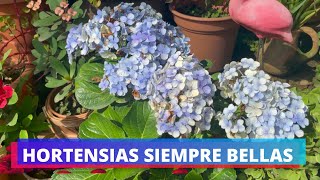 HORTENSIAS BELLAS CON ABONOS CASEROS Y QUIMICOS  ABONOS PARA PLANTAS ACIDAS [upl. by Aikram]