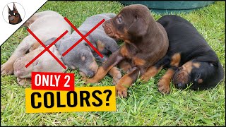 Why there are only 2 DOBERMAN colors in Europe [upl. by Berardo]