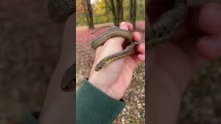 Fall time garter snake herping snake reptiles [upl. by Marieann]