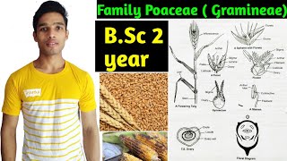 Family Poaceae Gramineae Floral characters daigram formula and Economic importance BSc 2 year [upl. by Yasu]