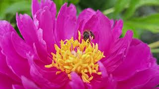 honey bee on purple peony closeup view [upl. by Arakawa906]