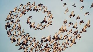 Swarm of birds sound effect [upl. by Swen]