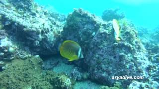 나비고기Chaetodon auripes Butterflyfish Whitecollar coralfish [upl. by Aneloc]