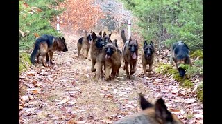 10 german shepherds playing together [upl. by Tilagram915]