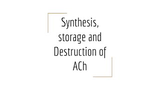 Synthesis  Storage  Destruction of Acetylcholine English [upl. by Tuck]