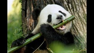 panda hunting down and eating a Bamboo [upl. by Annaihs]