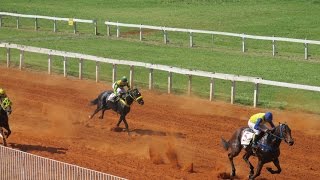 Corrida de Cavalo  Jockey Club Pontagrossense [upl. by Nairadas]