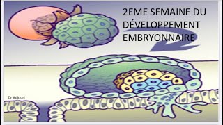 Embryologie 6  Deuxième semaine du développement embryonnaire بالدارجة و بطريقة بسيطة و سهلة [upl. by Mikah]