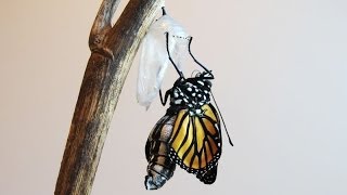 A Caterpillar Transforms Into A Monarch Butterfly [upl. by Ssor]