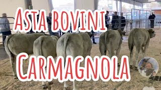 Asta Bovini razza piemontese Carmagnola TOpiemonte [upl. by Harleigh]