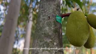 Gangguan Biotik Pada Pohon Nangka Artocarpus heterophyllus di Wisdom Park Oleh Kelompok 6 B 2024 [upl. by Freddy540]