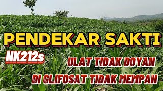 MELIHAT PERTUMBUHAN JAGUNG NK212S PENDEKAR SAKTI ‼️ULAT TIDAK DOYAN di GEMPUR TIDAK MEMPAN [upl. by Kuo311]