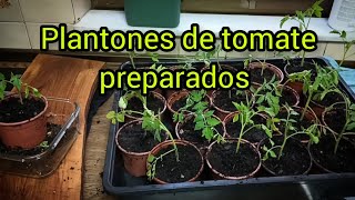 Plantones de tomate preparados [upl. by Carrnan697]