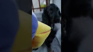 The Yappy Dog shrieks in terror as shes almost eaten by Mr Pelican hes vicious dog food fun [upl. by Getraer]