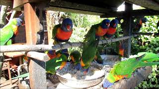 Rainbow Lorikeets feeding [upl. by Allix]