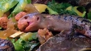 Bluetongued Skink Giving Birth to Live Babies [upl. by Eiramyllek704]