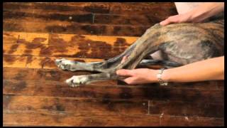 Video 13 Dog Physical Therapy Stifle Flexion and Extension [upl. by Dahle22]