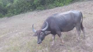 Very close encounter with water a buffalo Wild Sri Lanka [upl. by Rohclem]