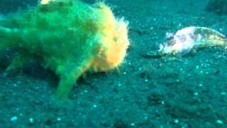 frogfish eating [upl. by Jereld]