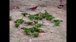 Wild lorikeets in a feeding frenzy for sunflower seed [upl. by Kidd]