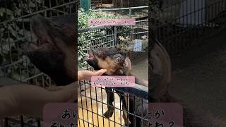 めっちゃ話しかけてくるやん【動物園】宮崎フェニックスshorts [upl. by Hgielek839]