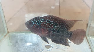 Unboxing Ikan Louhan Red Kamfa 150 RIBU 🥰 [upl. by Gianina]