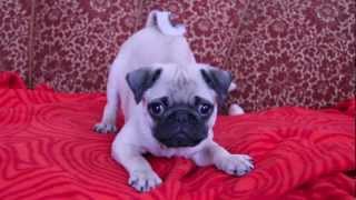 baby pug Carlos barking [upl. by Ebonee807]