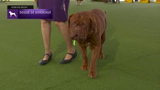 Dogues de Bordeaux  Breed Judging 2023 [upl. by Libys811]