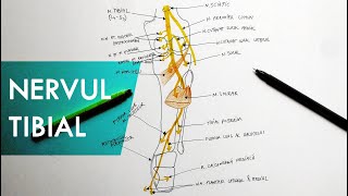 Nervul Tibial  Tutorial Anatomie [upl. by Aztiraj]